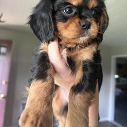Cavalier King Charles Spaniel Puppies from Wise Cavaliers