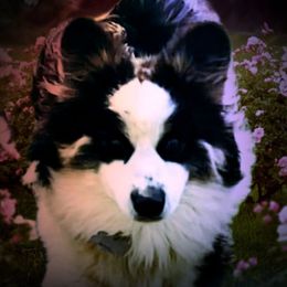 Maggie - Pembroke Welsh Corgi