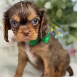 Sashimi boy - Tri-color male Cavalier King Charles Spaniel puppy in Yuciapa, California from AlltheDoodlez_