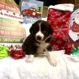Border Collie and Jack Russell Terrier Puppies from CP FARMS BORDER COLLIES N JACKS CORP