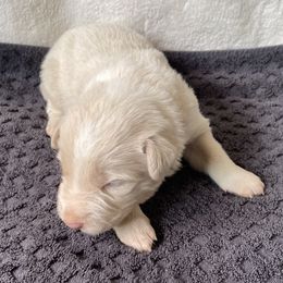 Brown Collar - Gold Merle - Gold merle male Border Collie puppy in Gadsden, Alabama from Collie Wood Hills
