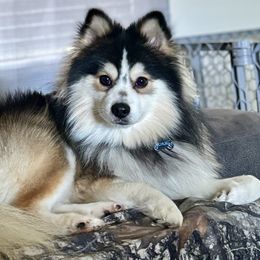 Chuki - Pomsky