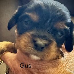 Gus - Black and tan male Cavalier King Charles Spaniel puppy in Wadsworth, Nevada from T/V Cavalier's