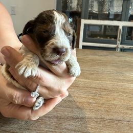 Girl 3 - Liver white and tan female English Springer Spaniel puppy in Fort Meade, Florida from Lake in the Hills Springers