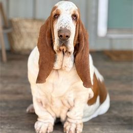 Delilah - Basset Hound