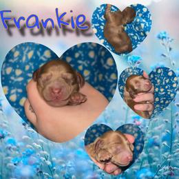 Frankie - Dapple male Dachshund puppy in Brazil, Indiana from King Duke Dachshunds