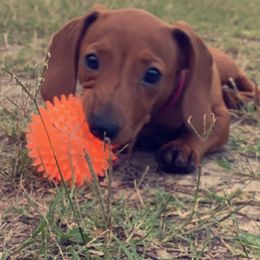 Dachshund Puppies from Harper’s Waggin Winnie’s