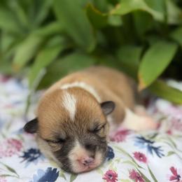 Secretariat - Red male Pembroke Welsh Corgi puppy in Sheldon, Missouri from Clearsky Corgis