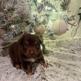 Pink - Red tri male Miniature Australian Shepherd puppy in Robertsdale, Alabama from Lighthouse Aussies