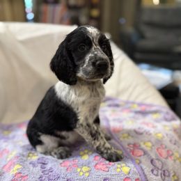 Dolly - Black and white female English Springer Spaniel puppy in Comer, Georgia from Stratton Spaniels