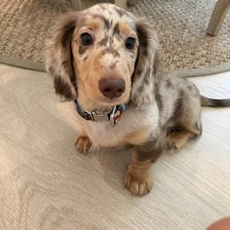 Dachshund Puppies from Amanda‘s Miniature Dachshund