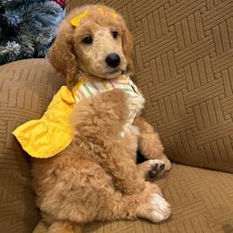 Honey - Apricot female Poodle puppy in Miami, Florida from Milk Drunk Doodles And Poodles