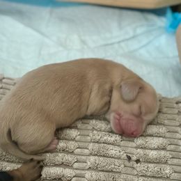 Bo - Cream male Dachshund puppy in Stoutland, Missouri from Farmhouse Dachshunds