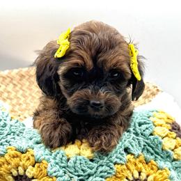 Harlow - Chocolate sable female Havapoo puppy in Loveland, Colorado from Littledoodles2love