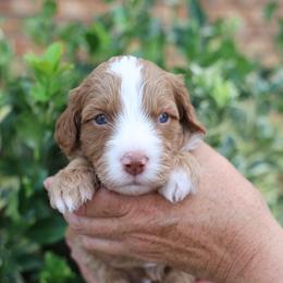 Ron - male Golden Mountain Doodle puppy in Murray, Utah from Good Looking Dogs