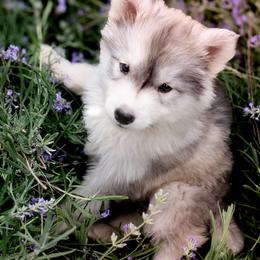 Olive - Sable and white female Siberian Husky puppy in Bly, Oregon from Hill Top Huskies