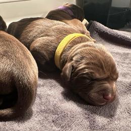 Yellow Girl - Chocolate female Labrador Retriever puppy in Rock Hill, South Carolina from North Star Retrievers