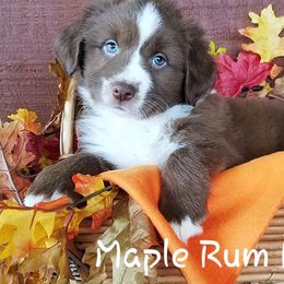 Australian Shepherds from Maple Rum Kennels