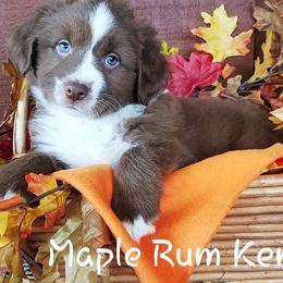 Australian Shepherds from Maple Rum Kennels