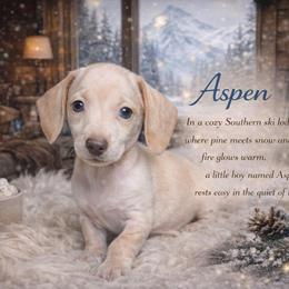 Aspen - Cream male Dachshund puppy in Washburn, Tennessee from Clinch Mountain Dachshunds