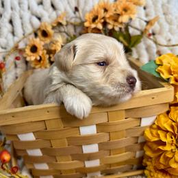 Wheaton - Wheaten female Miniature Schnauzer puppy in Independence, Missouri from Crown Schnauzers KC
