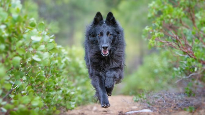 Belgian Sheepdog