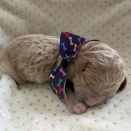 Blizzard - Apricot male Goldendoodle puppy in Camden, North Carolina from Oopsie Doodles of NC