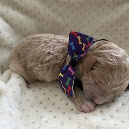 Blizzard - Apricot male Goldendoodle puppy in Camden, North Carolina from Oopsie Doodles of NC