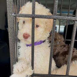 Plum - Cream female Goldendoodle puppy in Richmond, Texas from Harper’s Heartbeats