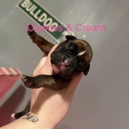 Pink - Brindle female Boxer puppy in Louisville, Kentucky from Nelson’s Fancy Frenchies and Bulldogs
