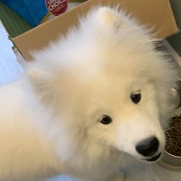 Samoyeds and Siberian Huskies from Snow Pups