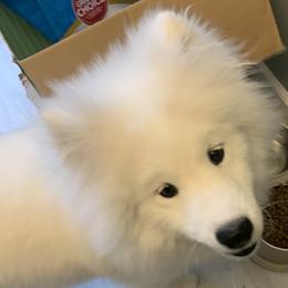 Samoyeds and Siberian Huskies from Snow Pups