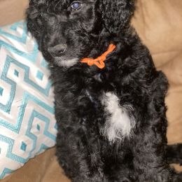 Goldendoodle, Saint Berdoodle, and Springerdoodle Puppies from LaDonna's Doodles