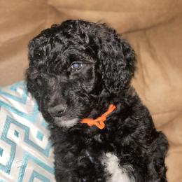 Goldendoodle, Saint Berdoodle, and Springerdoodle Puppies from LaDonna's Doodles