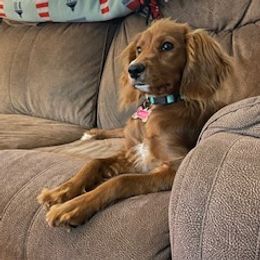 Molly - Cavapoo