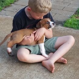 American Staffordshire Terrier Puppies from Diane Guilmette