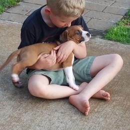 American Staffordshire Terrier Puppies from Diane Guilmette