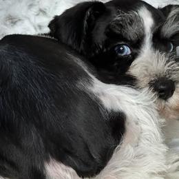 Leorio - Miniature Schnauzer