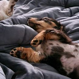 Dachshunds from Beckey's Teenie Weenies