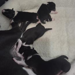 Basenji puppies from Maererano Basenjis