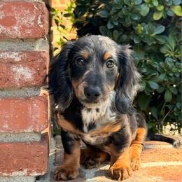 Bruno - Dapple male Dachshund puppy in Arcadia, California from Cruz Industries - Dachshund Company & French Bulldog Company