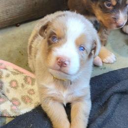 Trixie - Red merle female Australian Shepherd puppy in Almo, Kentucky from Riley's Paw Pals