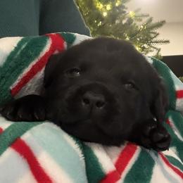 Mr Red - Black male Labrador Retriever puppy in Clinton, Tennessee from Summer Rose