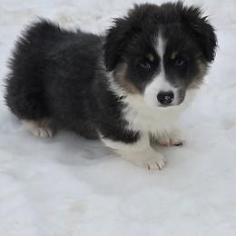 ASPEN-FLUFFY TAIL DOCKED - Blue male Pembroke Welsh Corgi puppy in Walker, Iowa from Double K Corgis