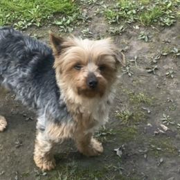 Yorkshire Terriers from Garcia’s Fur Babies