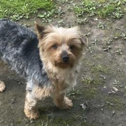 Yorkshire Terriers from Garcia’s Fur Babies