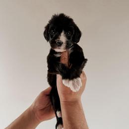 Sutton. - Black and white female Sheepadoodle puppy in Wabash, Indiana from DOODCompany