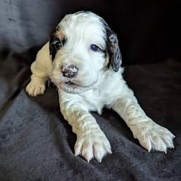 Working home needed Fenloch Valerian - Black white and tan male English Cocker Spaniel puppy in Phillips, Nebraska from Fenloch Gundogs