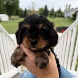 Thorne(Buck) - Black and tan male Cavapoo puppy in Battle Lake, Minnesota from Panda Puppies