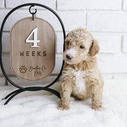 Bo - Cream female Labradoodle puppy in Bryantown, Maryland from Doodles on Duty